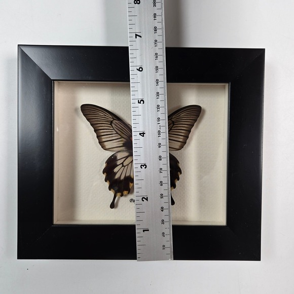 Beautiful Papilio lowi Butterfly Shadow Box Black Frame Wall Art - Picture 5 of 6
